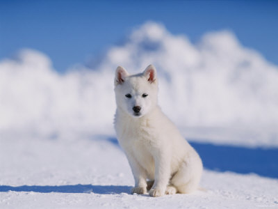 White Puppy in Snow
