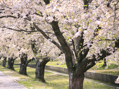 Row of Cherry Trees