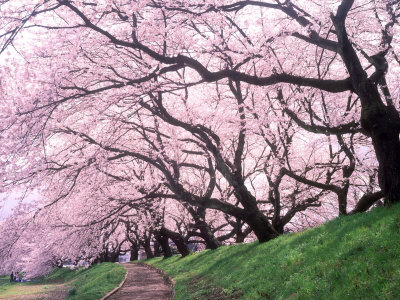 Row of Cherry Trees
