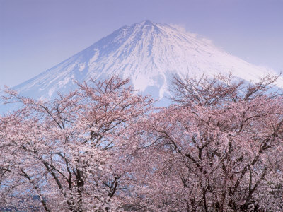 Cherry Blossoms and Mt. Fuji