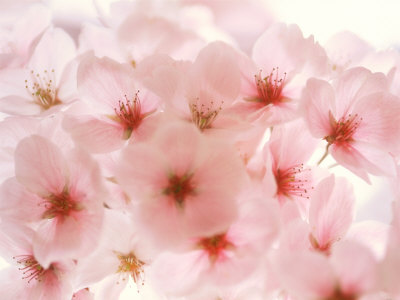 Cherry Blossoms