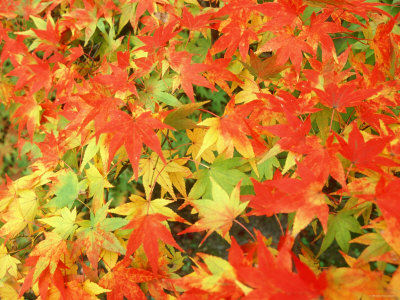 Maple Leaves, Eikan-Do Temple, Kyoto, Japan