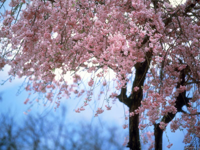 Weeping Cherry Tree
