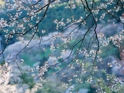 Cherry Blossoms