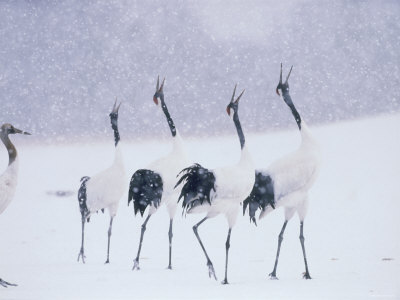 Cranes in the Tsurui Bird Sanctuary, Hokkaido, Japan
