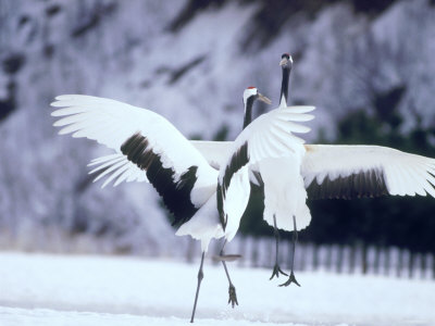 A Pair of Cranes, Hokkaido, Japan