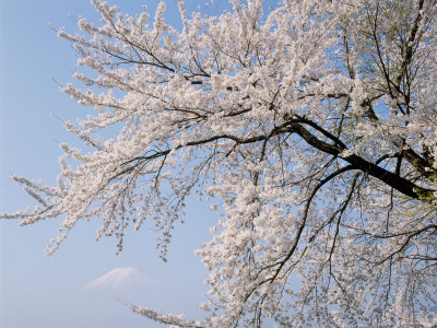 Cherry Blossoms and Mt. Fuji