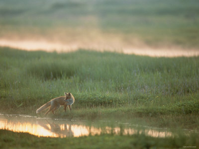 Fox