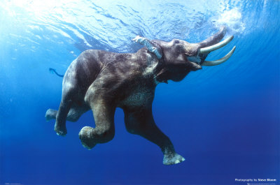 Elephant Swimming