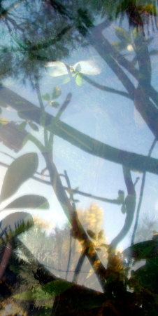 Vegetaux IV