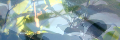 Vegetaux VI