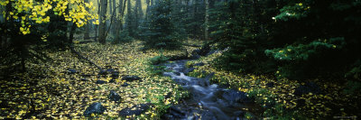 Stream Flowing Through Forest