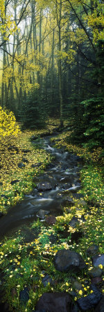 Stream Flowing Through Forest