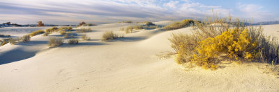 Desert Plants in White Sands National Monument, New Mexico, USA