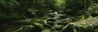 River Running Through a Forest, Cosby Creek, Great Smoky Mountains National Park, Tennessee, USA
