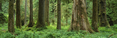 Trees in a Rainforest, Hoh Rainforest, Olympic National Park, Washington, USA