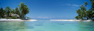 Palm Trees on the Beach, Tikehau, French Polynesia