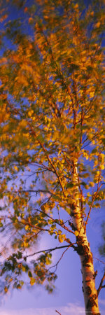 Birch Tree, Joutseno, Southern Finland, South Karelia, Finland