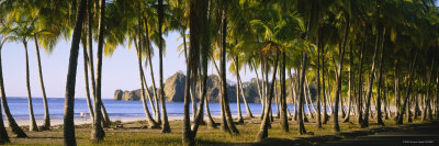 Buy Palm Trees on the Beach, Carrillo Beach, Nicoya Peninsula, Guanacaste Province, Costa Rica at AllPosters.com