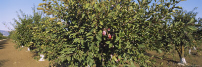 Close-Up of a Plum Tree in an Orchard, Gilroy, California, USA