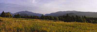 Trees at Lake Placid, Adirondack Mountains, New York, USA