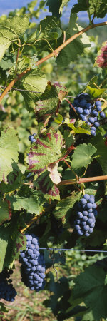 Close-Up of Red Grapes in a Vineyard, Finger Lake, New York, USA