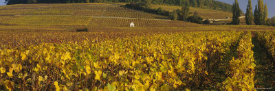 Vineyard on a Landscape, Bourgogne, France