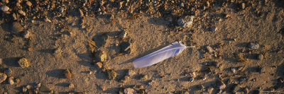Feather on the Beach, Joutseno, Southern Finland, South Karelia, Finland