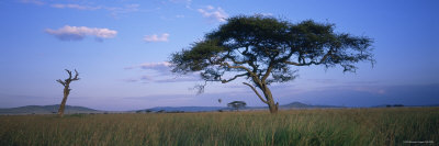 Acacia Tree in Serengeti National Park, Tanzania