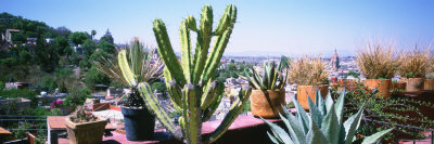 Potted Plants on Terrace, San Miguel de Allende, Guanajuato, Mexico