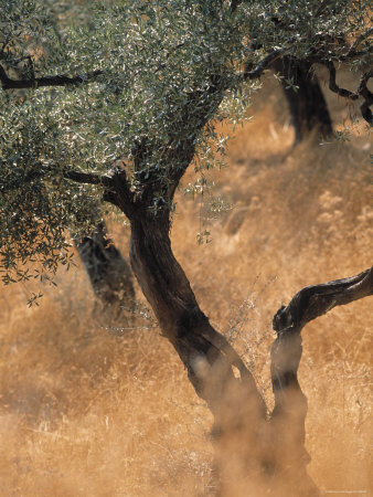 Buy Olive Tree, Turkey at AllPosters.com