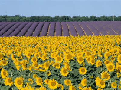 Sunflower Fields, Provence, France