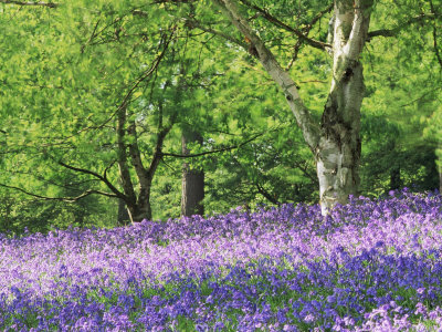 Bluebells in Woods, Springtime