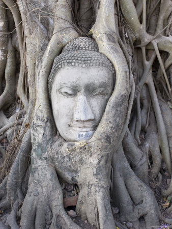 Buddha Head, Wat Phra Mahathat, Ayutthaya, Thailand