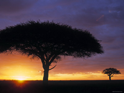 Acacia Tree at Sunrise, Serengeti National Park, Tanzania