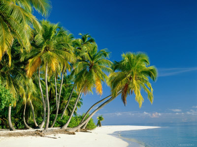 Palm Trees and Tropical Beach, Maldive Islands, Indian Ocean