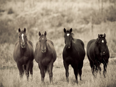 Horses, Montana, USA