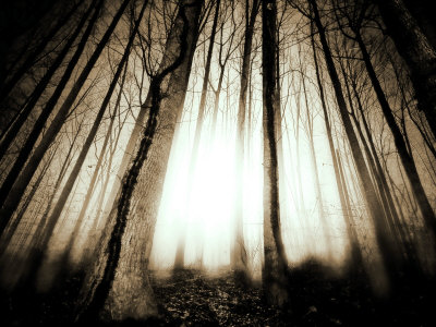 Sunlight Shining through Dense Forest