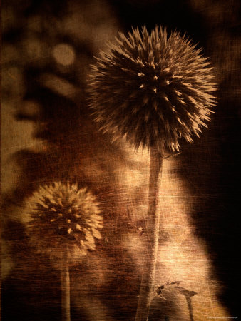Sepia Dandelions