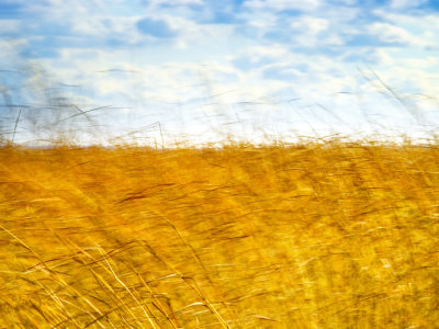 Golden Grass in the Wind