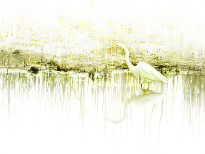 Crane Standing in Shallow Waters