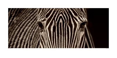 Zebra Grevy