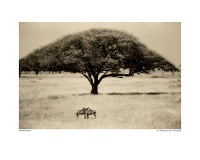 Buy The Sheltering Tree, Serengeti at AllPosters.com