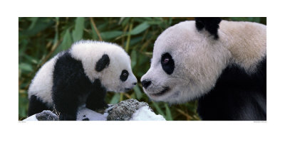 Buy Panda Bear with Cub at AllPosters.com