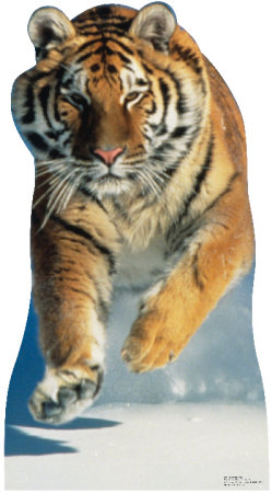 Tiger Snow