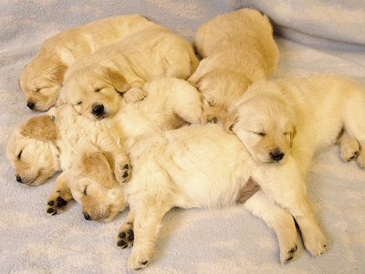 Sleeping Golden Retriever Puppies