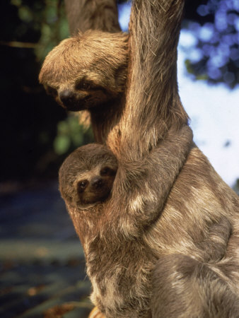 Buy Sloths, Rio de Janeiro, Brazil at AllPosters.com