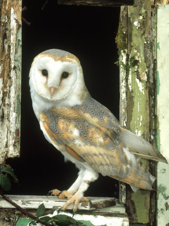 Barn Owl Perched in Old Window Frame, South Yorks