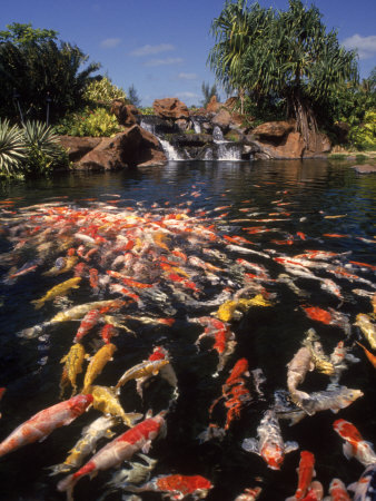 Koi Pond at Hyatt Regency, Kauai, HI