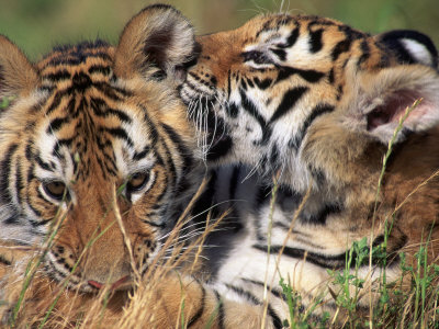Two Bengal Tiger Cubs Bonding